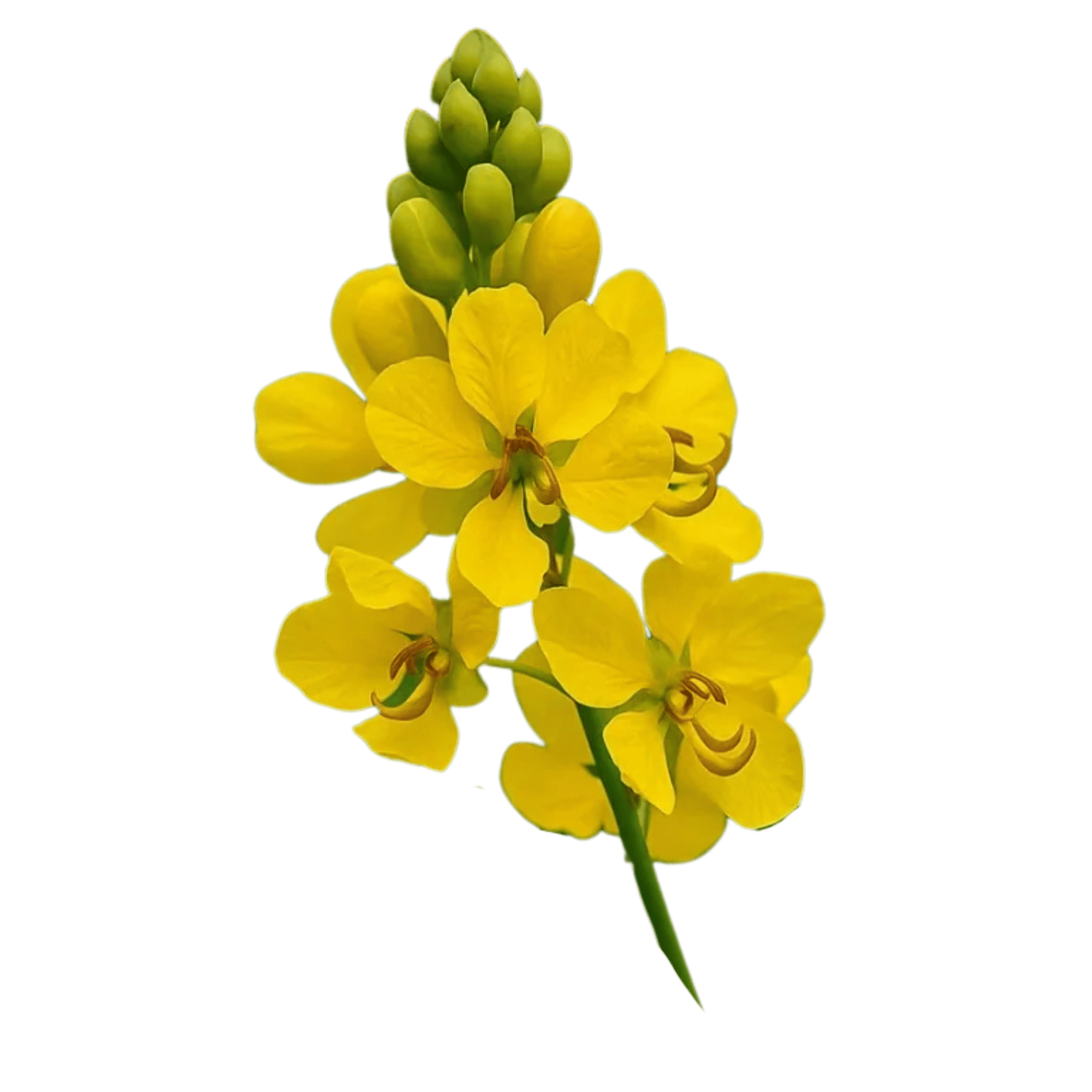 Tanner's Cassia