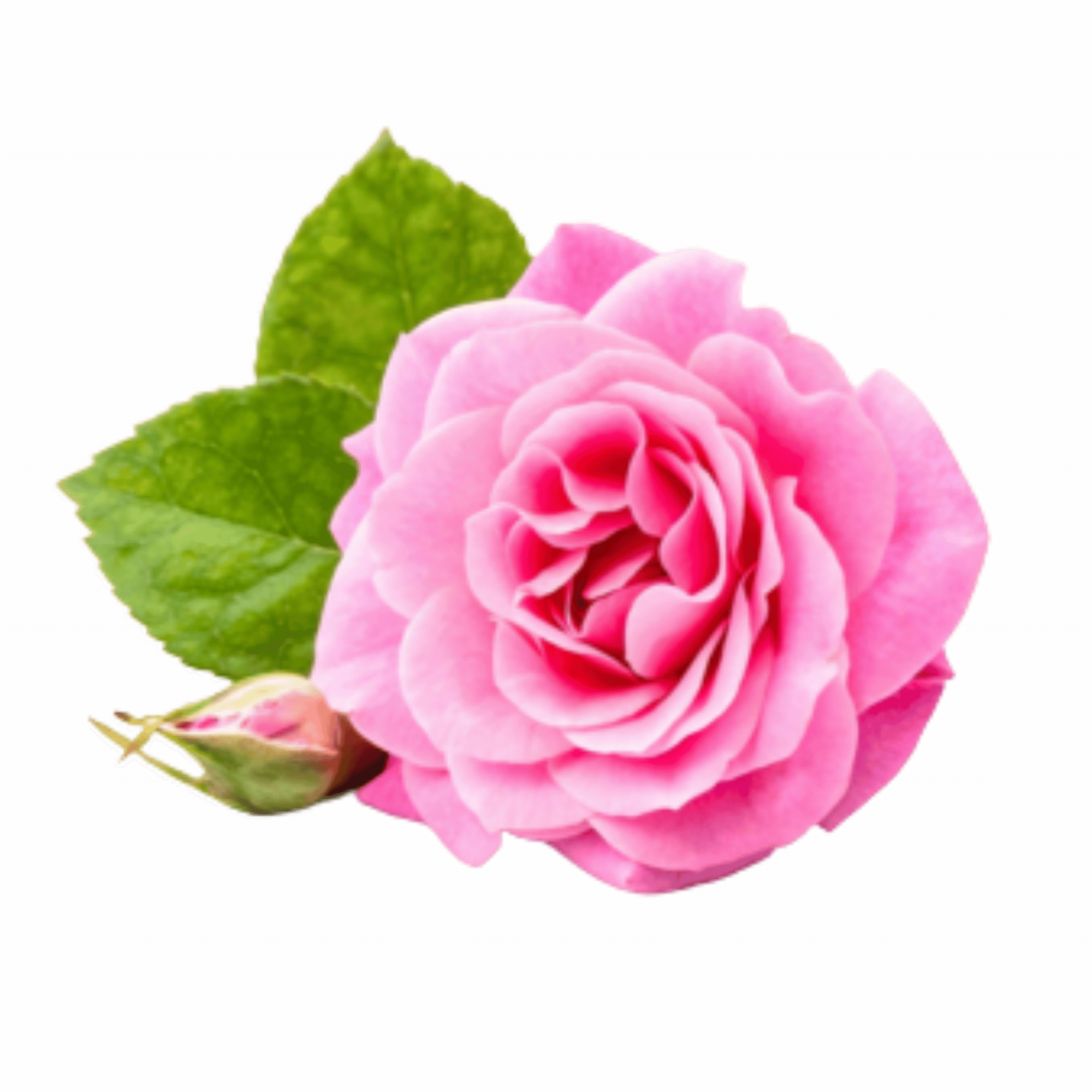 Rose Tea